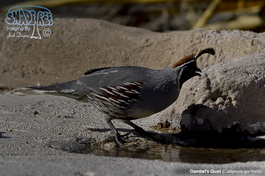 Gambel's Quail - Callipepla gambelii