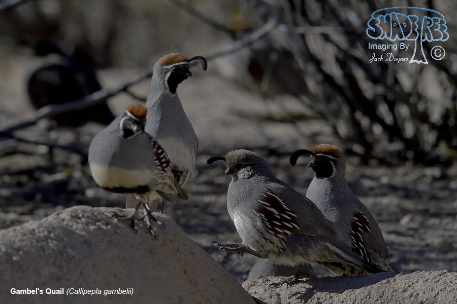 Gambel's Quail - Callipepla gambelii