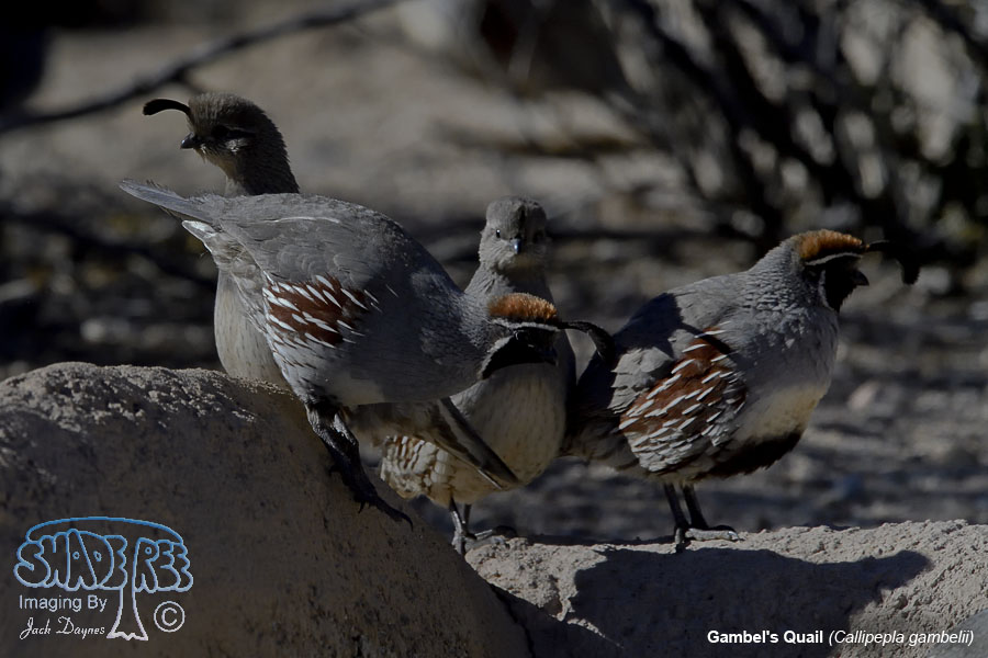 Gambel's Quail - Callipepla gambelii