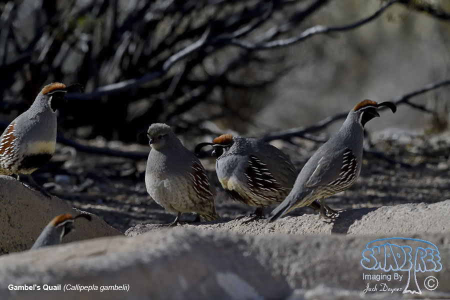 Gambel's Quail - Callipepla gambelii