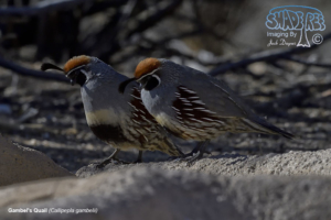 2016 Final Mojave Excursion: Birds