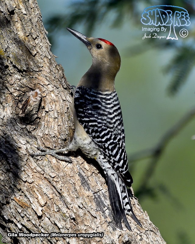 Gila Woodpecker - Melanerpes uropygialis