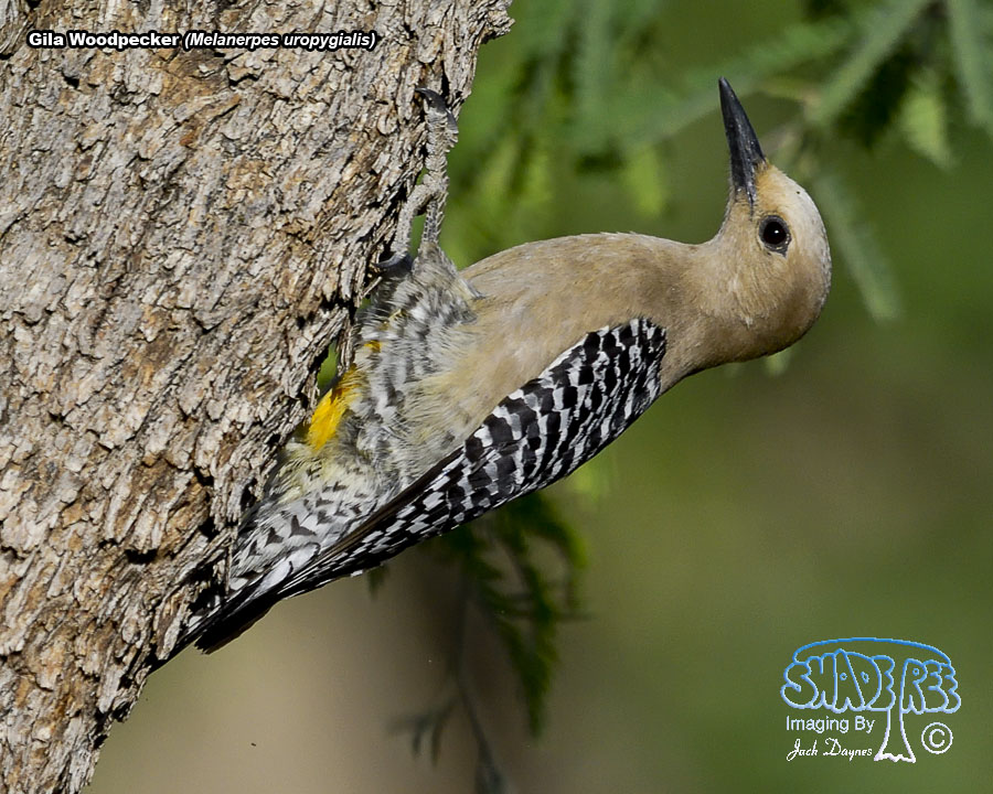 Gila Woodpecker - Melanerpes uropygialis