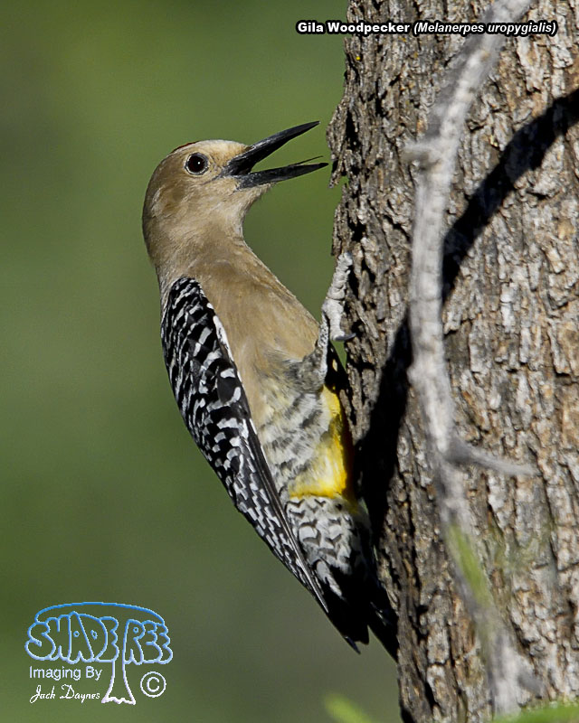 Gila Woodpecker - Melanerpes uropygialis
