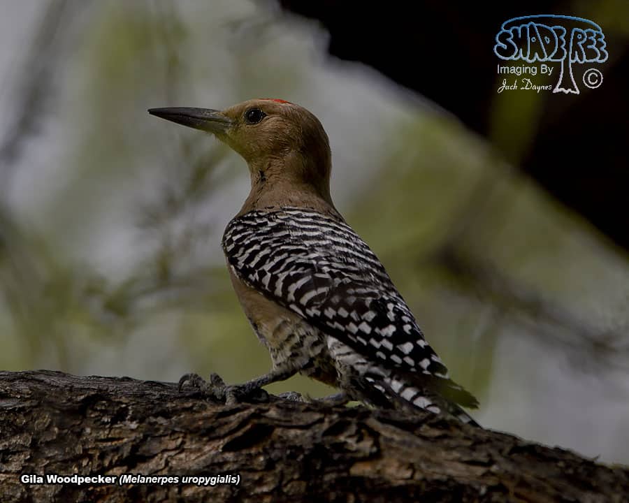 Gila Woodpecker - Melanerpes uropygialis
