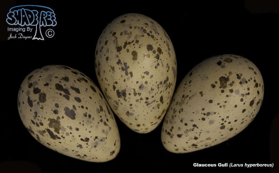 Glaucous Gull - Larus hyperboreus