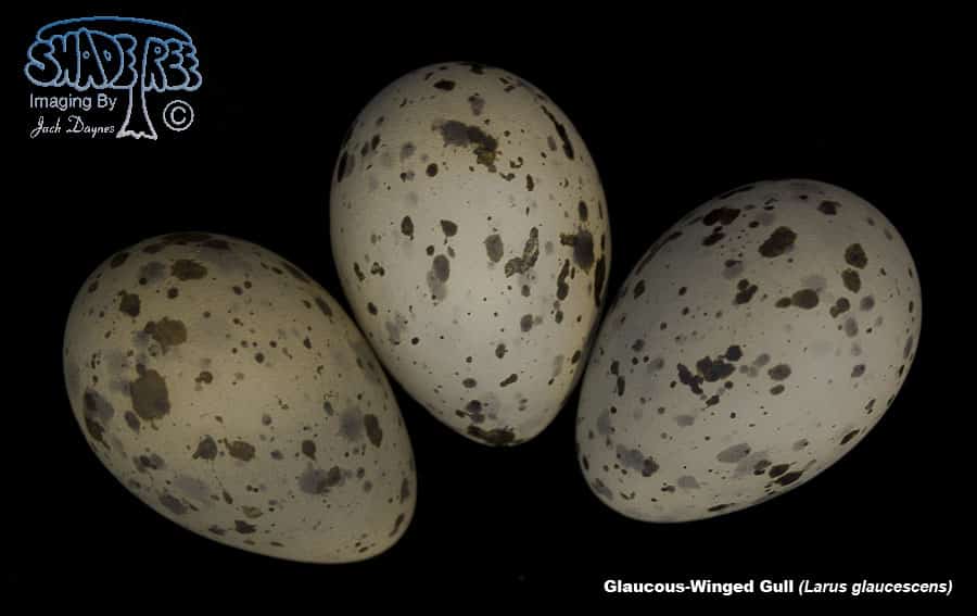 Glaucous-Winged Gull - Larus glaucescens