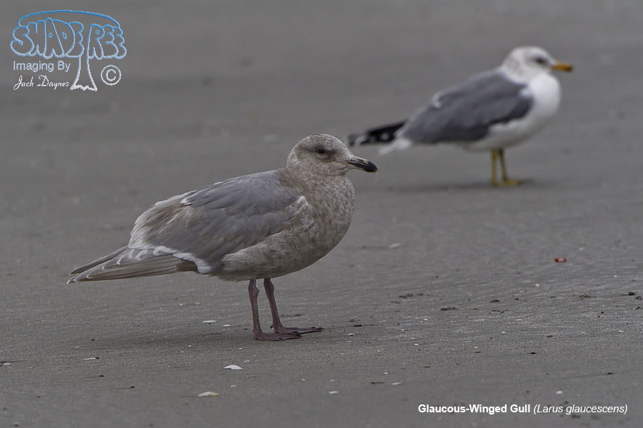 Glaucous-Winged Gull - Larus glaucescens