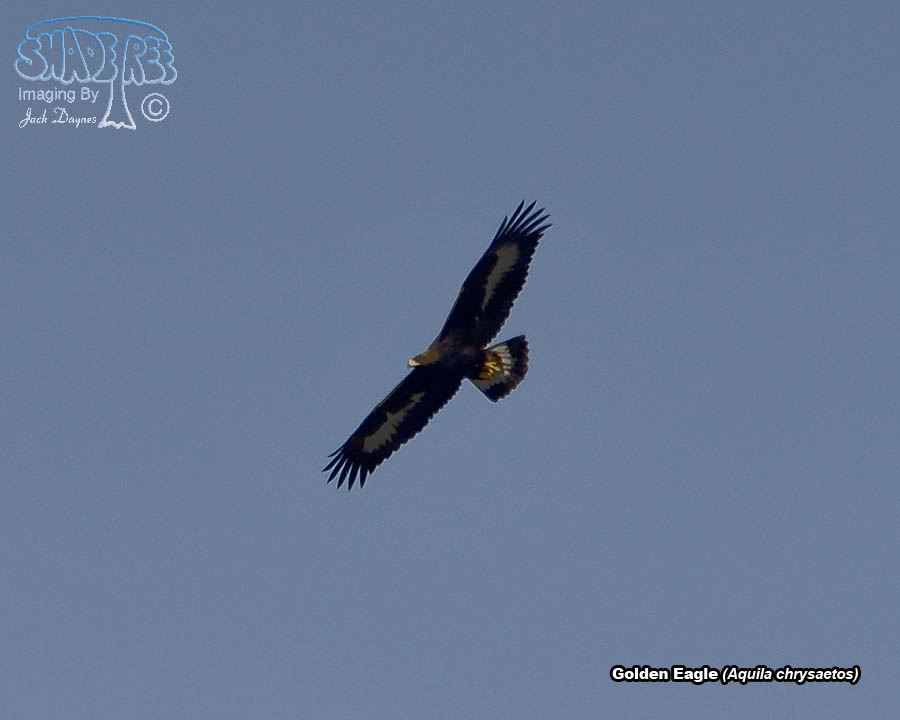 Golden Eagle - Aquila chrysaetos