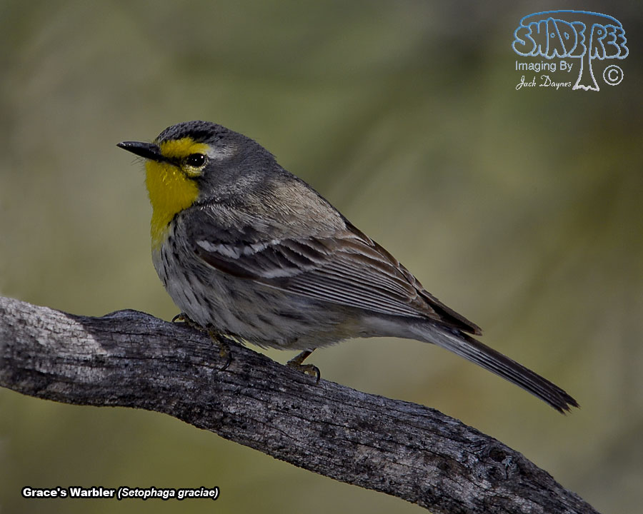 Grace's Warbler - Setophaga graciae
