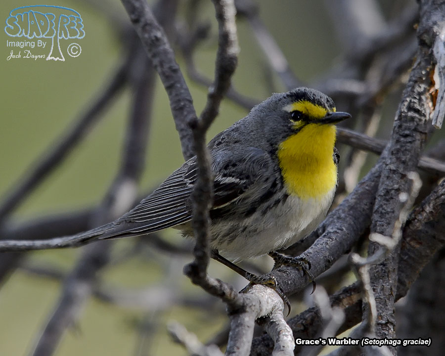 Grace's Warbler - Setophaga graciae