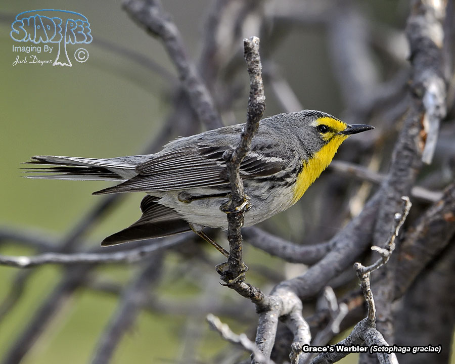 Grace's Warbler - Setophaga graciae