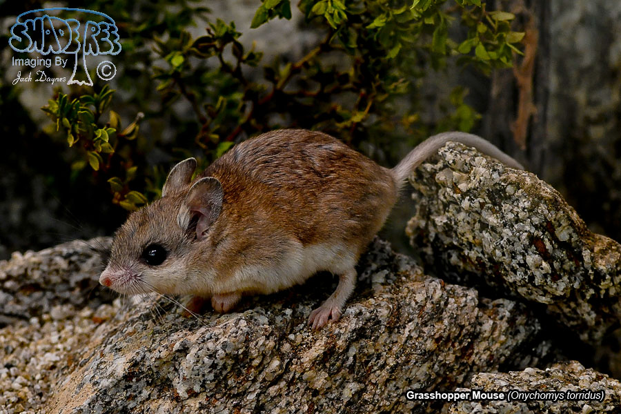 Grasshopper Mouse - Onychomys torridus