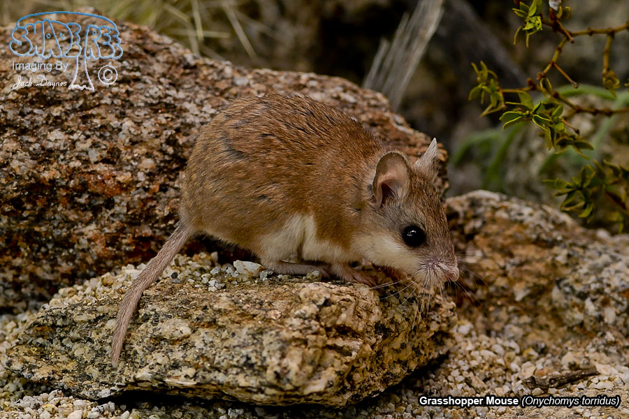 Grasshopper Mouse - Onychomys torridus