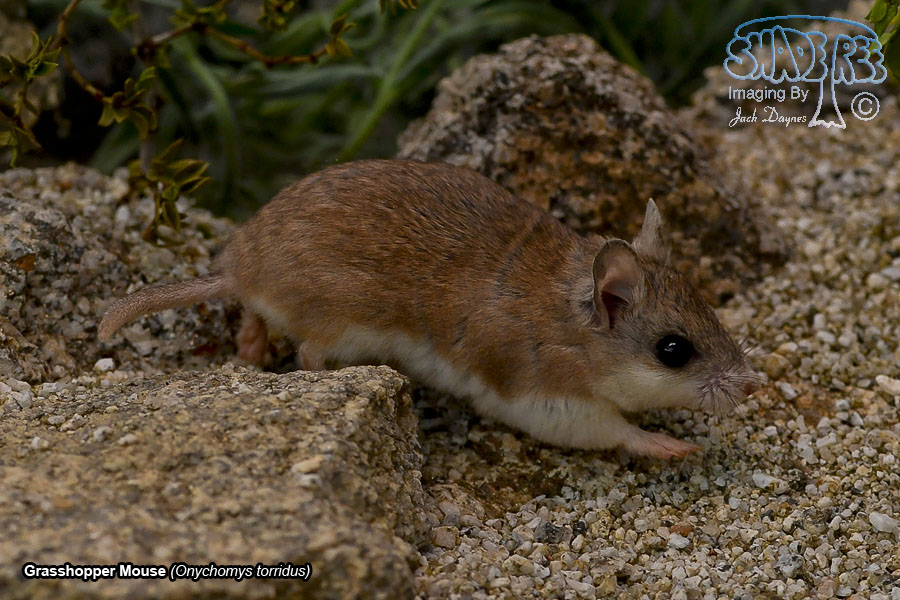 Grasshopper Mouse - Onychomys torridus