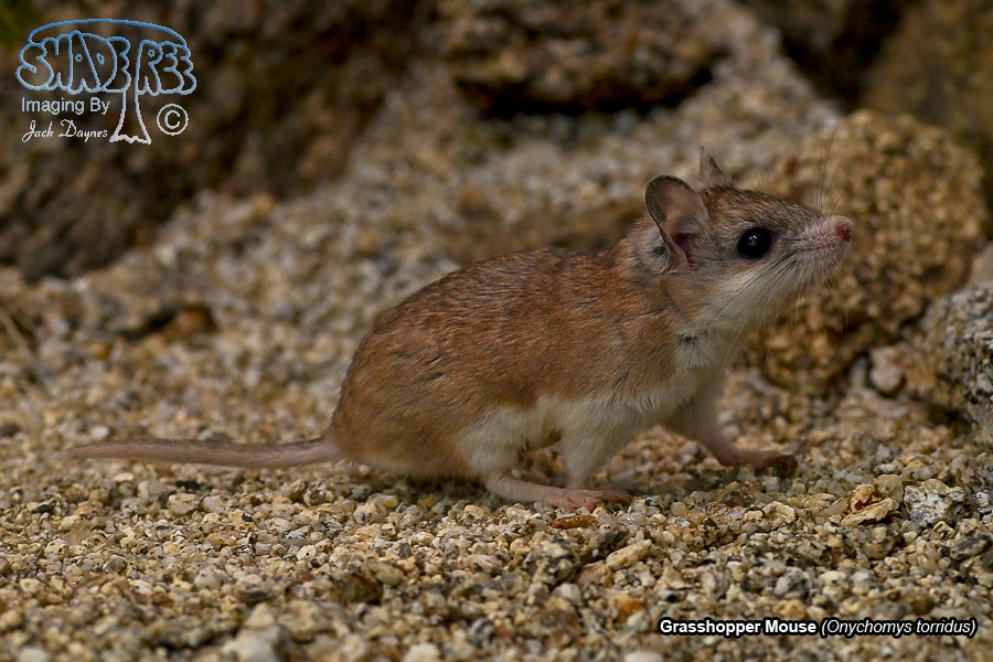 Grasshopper Mouse - Onychomys torridus