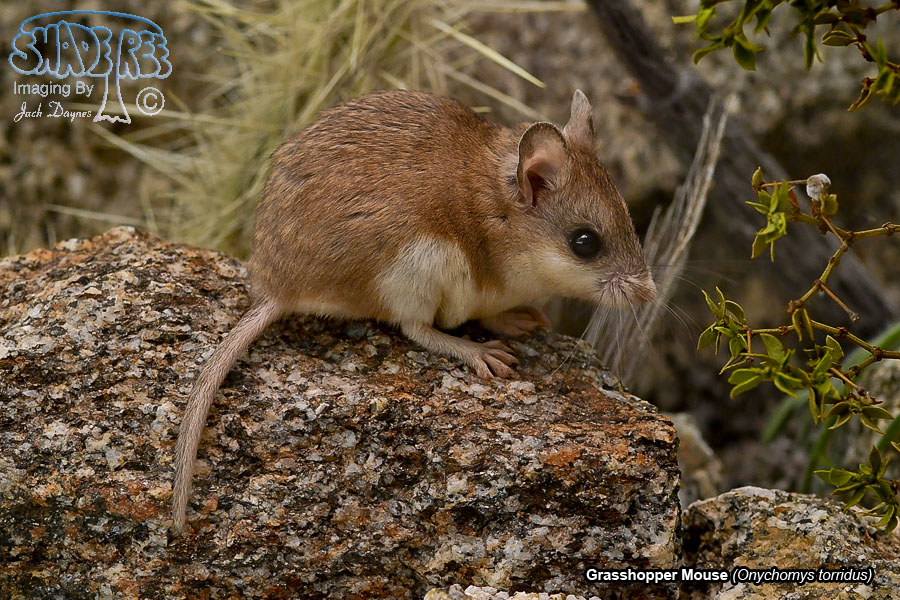 Grasshopper Mouse - Onychomys torridus