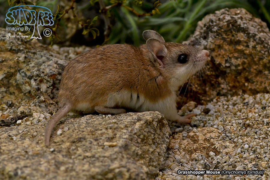 Grasshopper Mouse - Onychomys torridus
