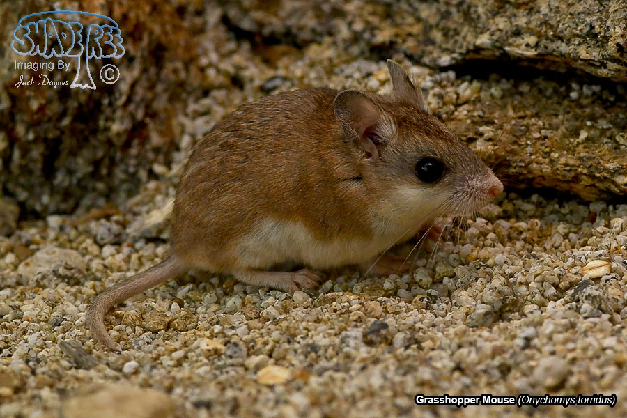 Grasshopper Mouse - Onychomys torridus