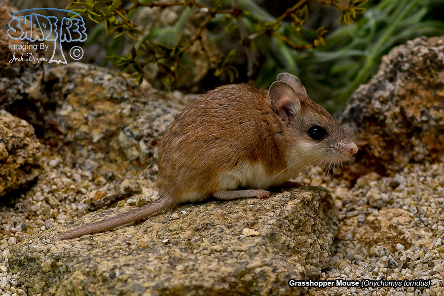 Grasshopper Mouse - Onychomys torridus