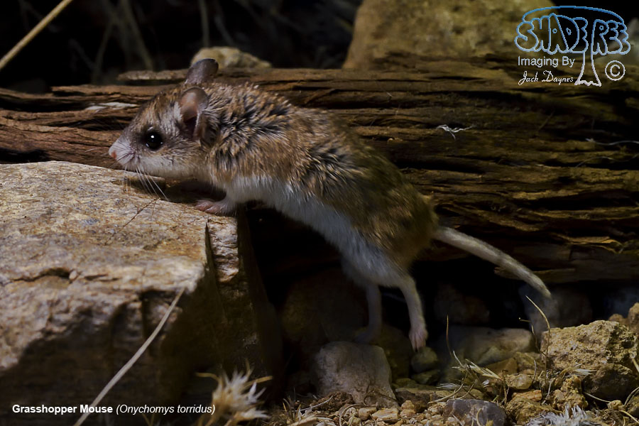 Grasshopper Mouse - Onychomys torridus