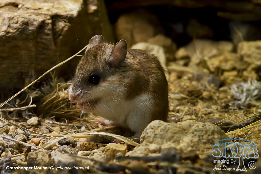 Grasshopper Mouse - Onychomys torridus