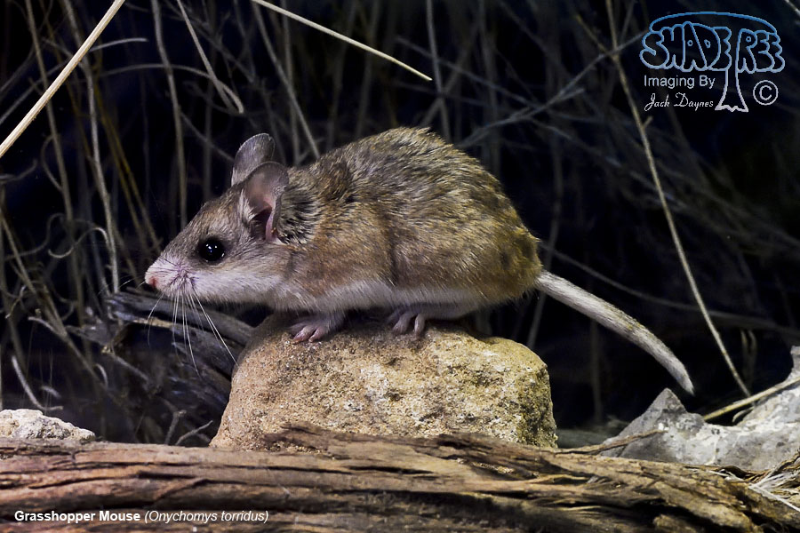 Grasshopper Mouse - Onychomys torridus