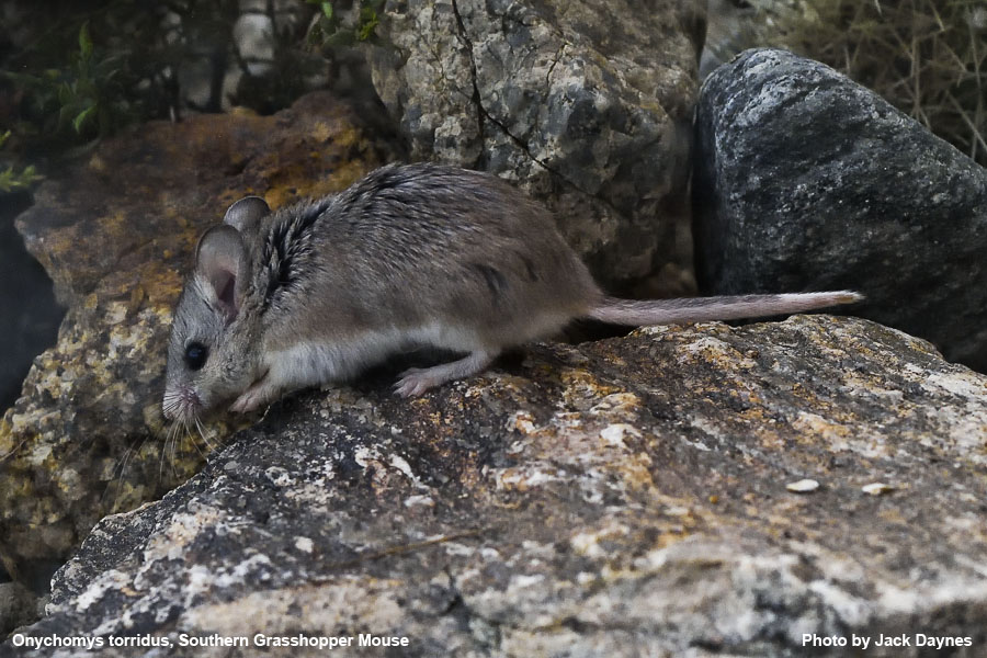 Grasshopper Mouse - Onychomys torridus