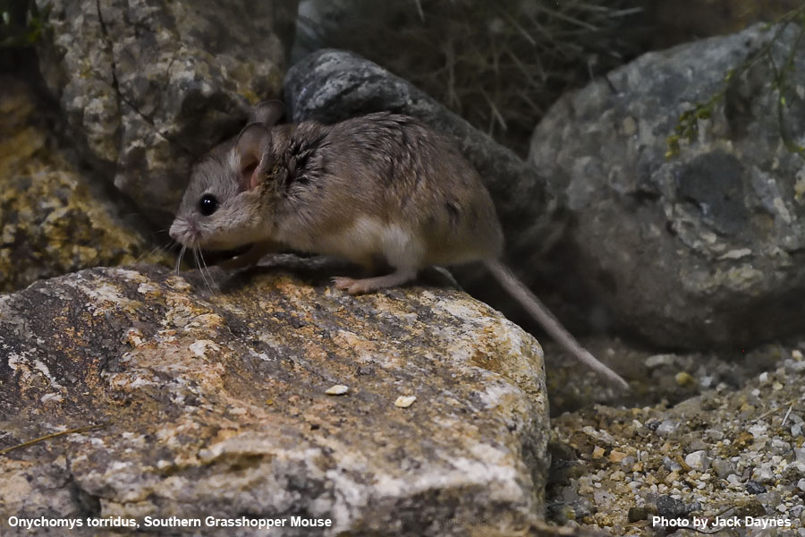 Grasshopper Mouse - Onychomys torridus