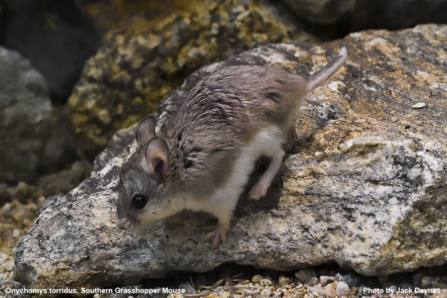 Grasshopper Mouse - Onychomys torridus