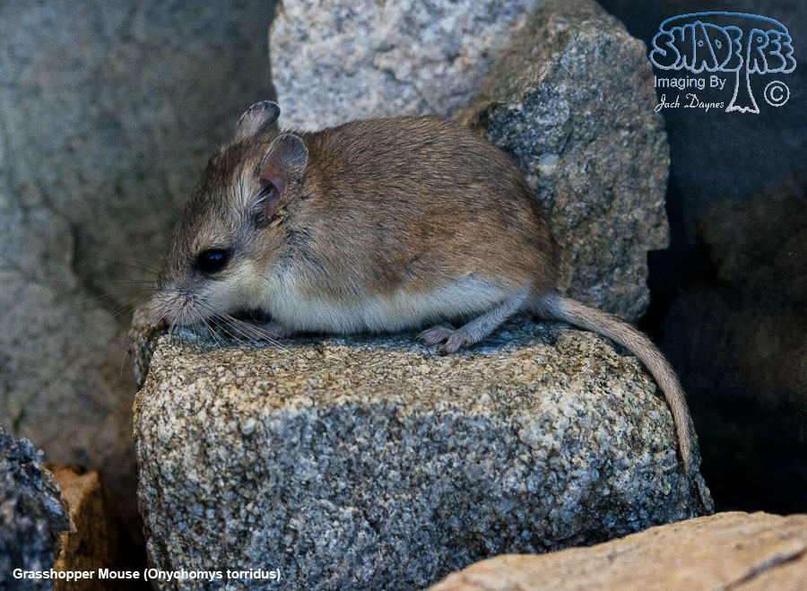 Grasshopper Mouse - Onychomys torridus