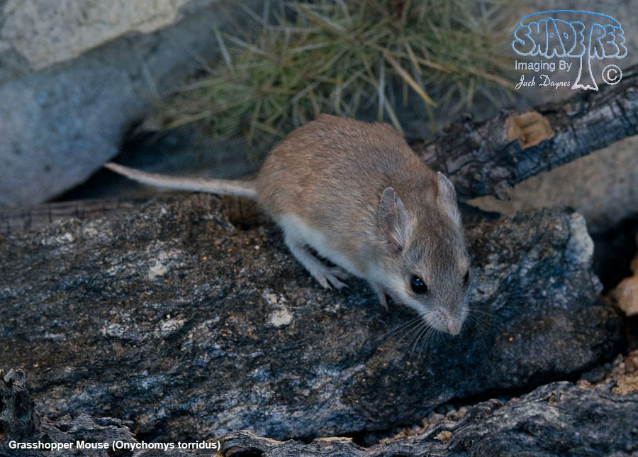 Grasshopper Mouse - Onychomys torridus
