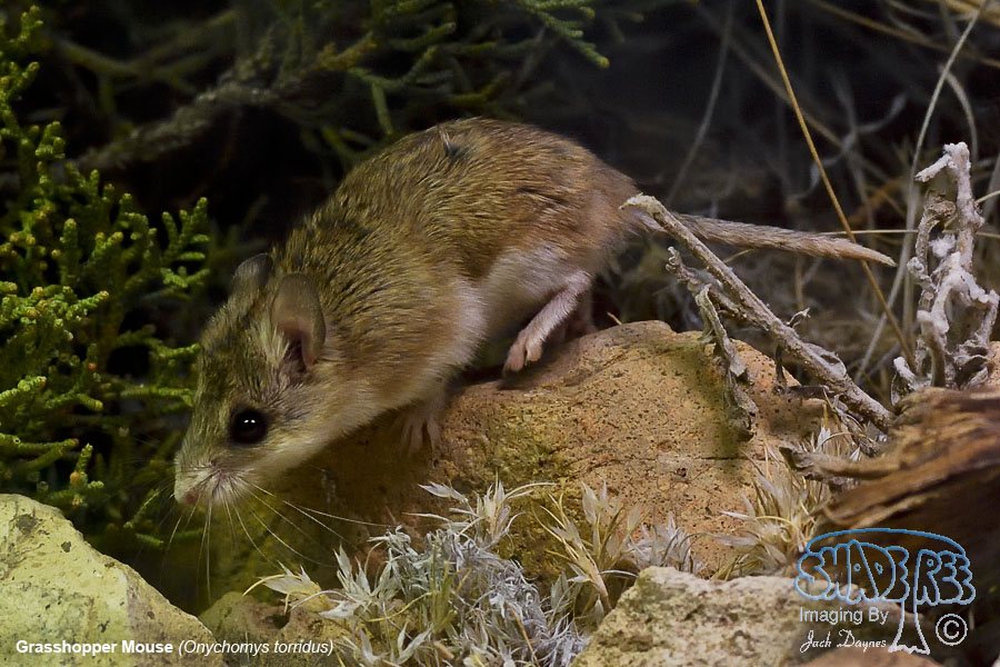 Grasshopper Mouse - Onychomys torridus