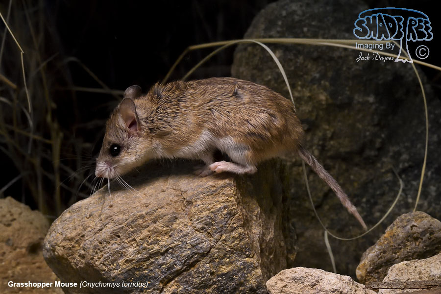 Grasshopper Mouse - Onychomys torridus