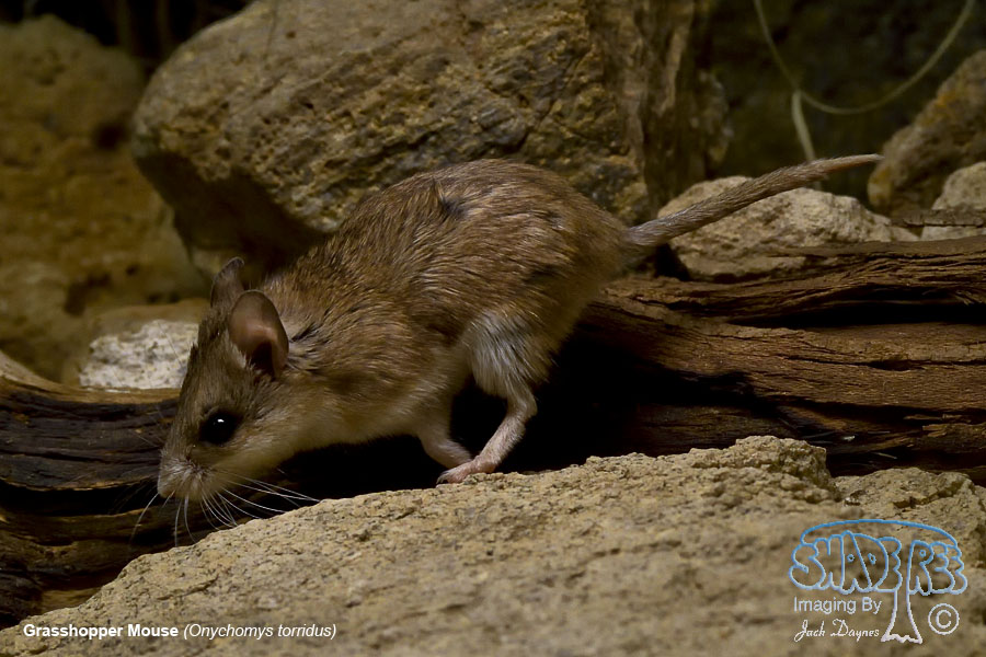 Grasshopper Mouse - Onychomys torridus