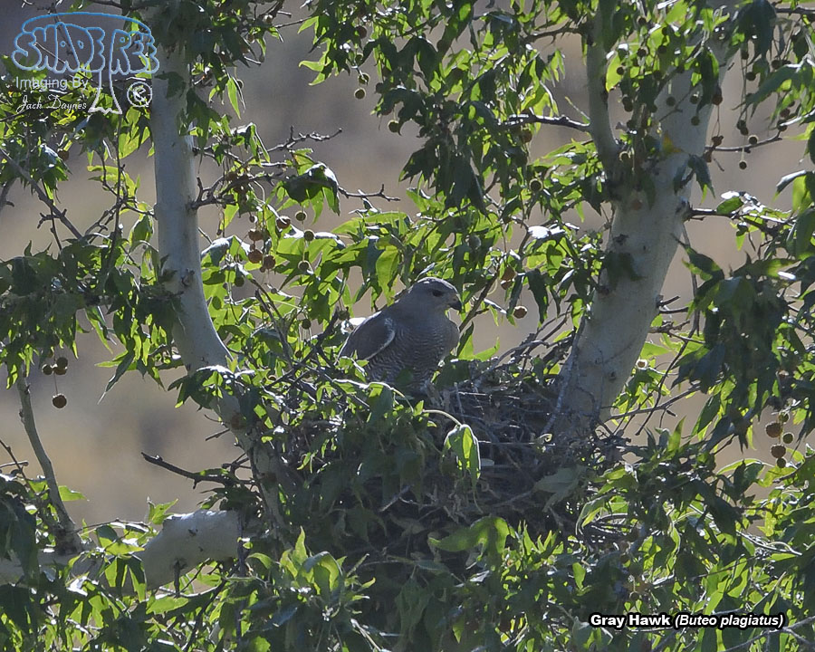Gray Hawk - Buteo plagiatus