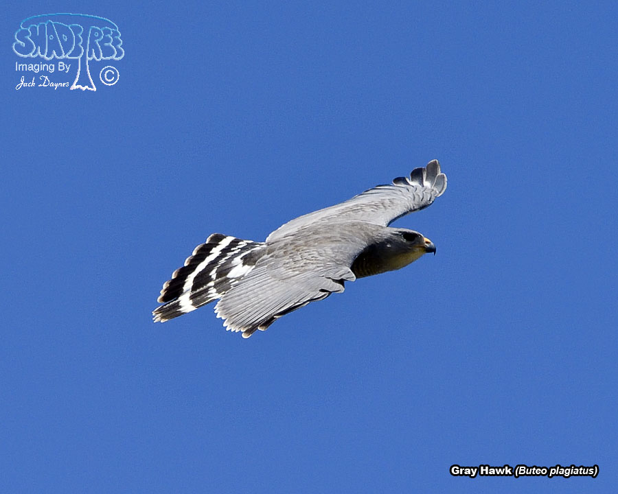 Gray Hawk - Buteo plagiatus
