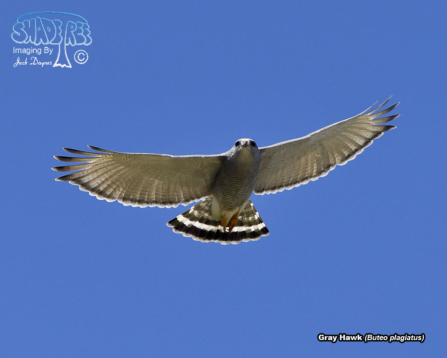 Gray Hawk - Buteo plagiatus