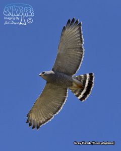 2017-05-04 Arivaca Cienega