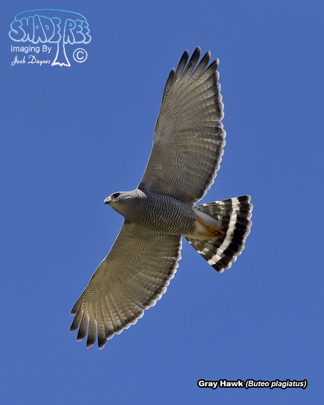 Gray Hawk - Buteo plagiatus