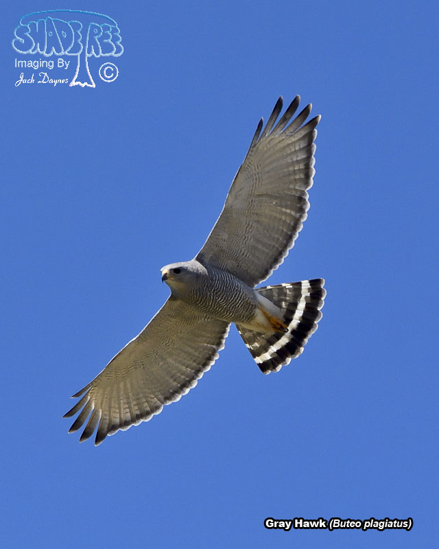 Gray Hawk - Buteo plagiatus