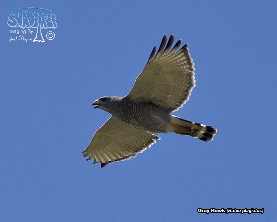Gray Hawk - Buteo plagiatus