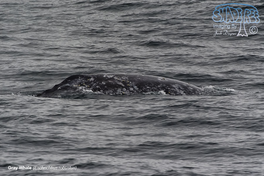 Gray Whale - Eschrichtius robustus