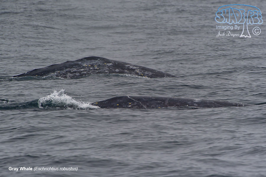 Gray Whale - Eschrichtius robustus
