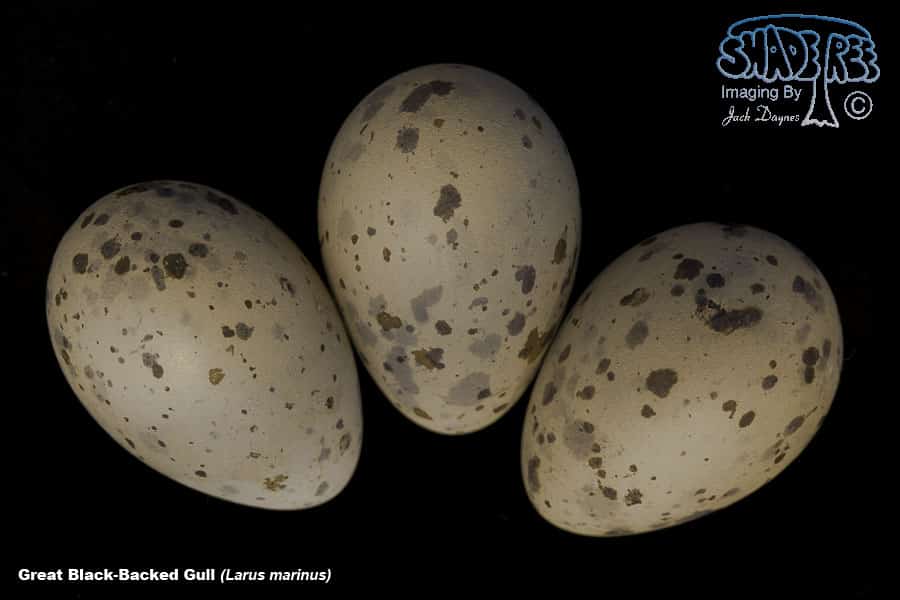 Great Black-Backed Gull - Larus marinus