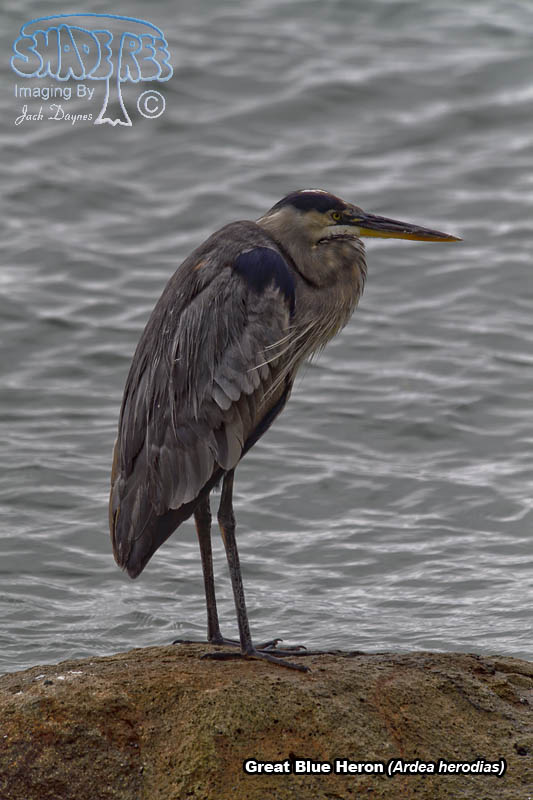 Great Blue Heron - Ardea herodias