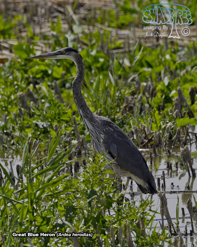 Great Blue Heron - Ardea herodias