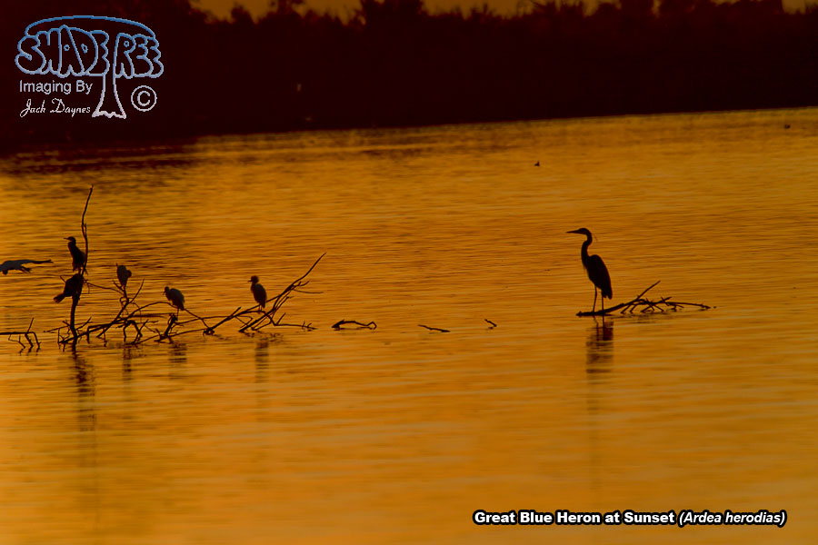 Great Blue Heron - Ardea herodias
