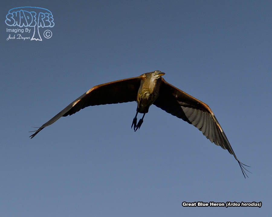 Great Blue Heron - Ardea herodias