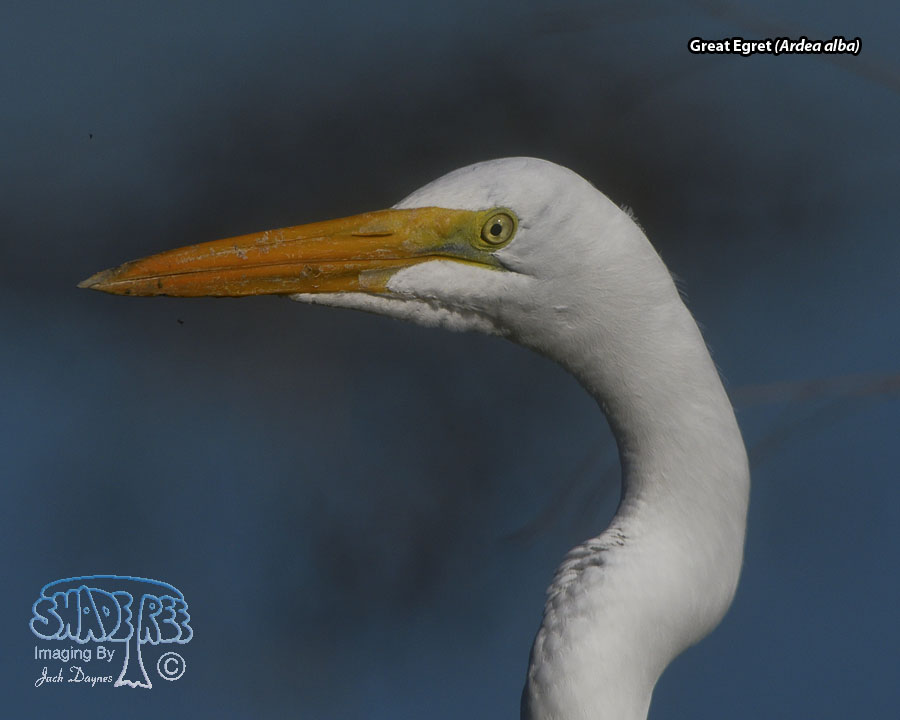 Great Egret - Ardea alba
